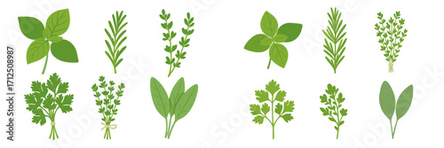 Fresh herbs displayed on a white background showcasing various varieties and vibrant green colors picked from a garden