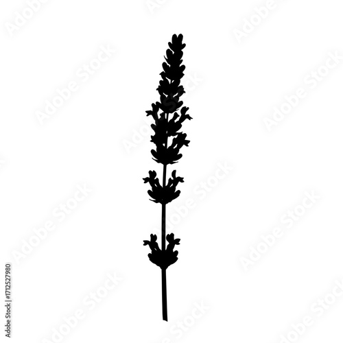 Black silhouette of a lavender sprig isolated on white background silhouette