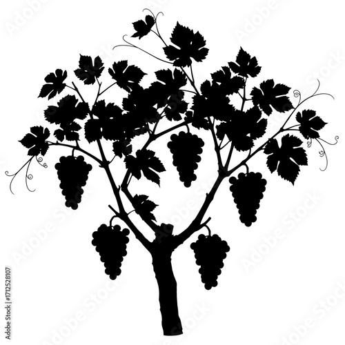 Grapevine with ripe grapes silhouette isolated on white background