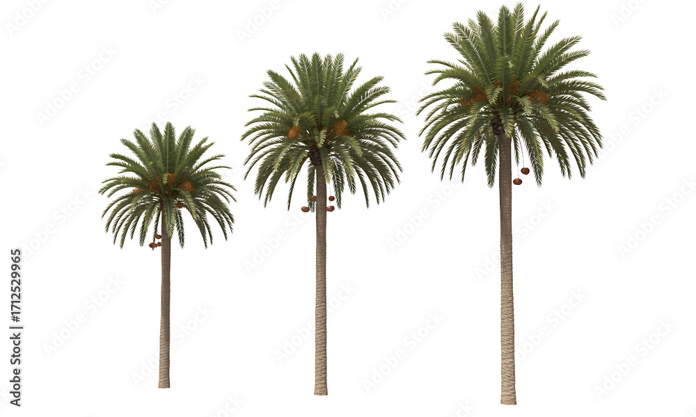 Obraz premium Realistic Coconut Palm Trees Isolated on transparent Background