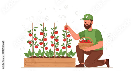 Farmer Carefully Harvesting Ripe Tomatoes from Lush Plants in a Raised Garden Bed