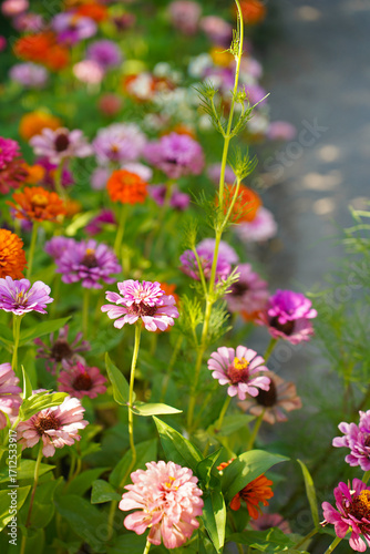 zinnia flower on green background in botanical garden