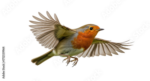 Isolated European robin flying, open wings, colorful bird with red breast in mid-air