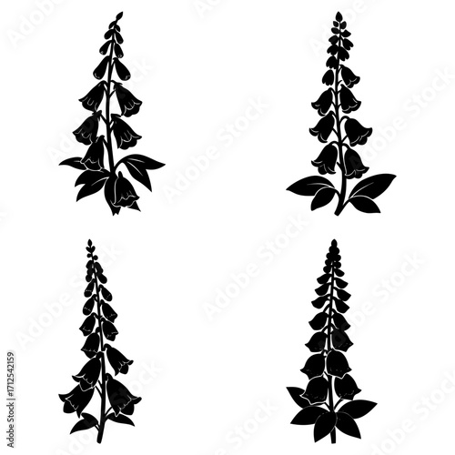 Four black silhouette foxglove digitalis plants with bell shaped flowers and leaves isolated on white background