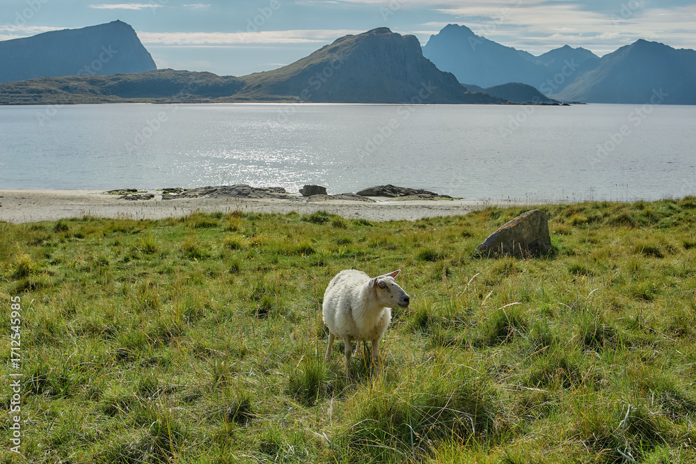 Obraz premium Sheep standing on green meadow with mountain and sea background, Norway