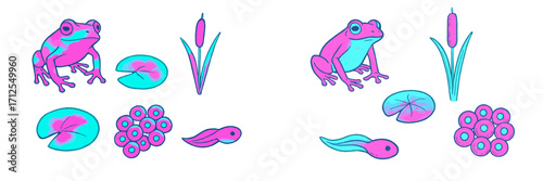 Colorful frogs and their habitat features illustrate the life cycle in a vibrant aquatic setting during daytime