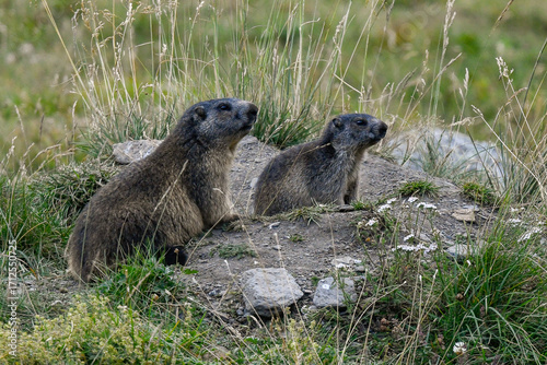 marmots in the high mountains in the summer months