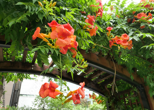 Beautiful Orange Trumpet Flowers Blooming on Vine