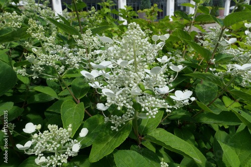 White Hydrangea Paniculata Flowers Blooming in Garden
