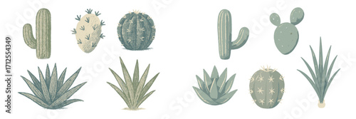 Cacti and succulents arranged in a decorative display showcasing various shapes and colors