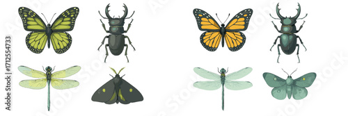 Insects and butterflies detailed illustration of various species showcasing unique colors and designs