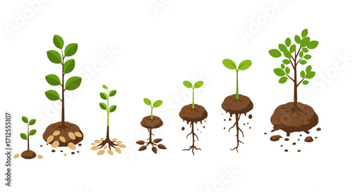 Growth stages of a plant from seed to sapling on white background