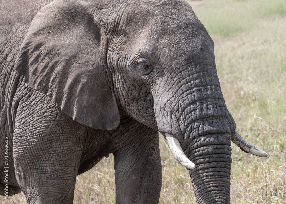 Obraz premium Close up portrait of an African Elephant, with ivory tusks, in the Serengeti National Park, Tanzania, Africa