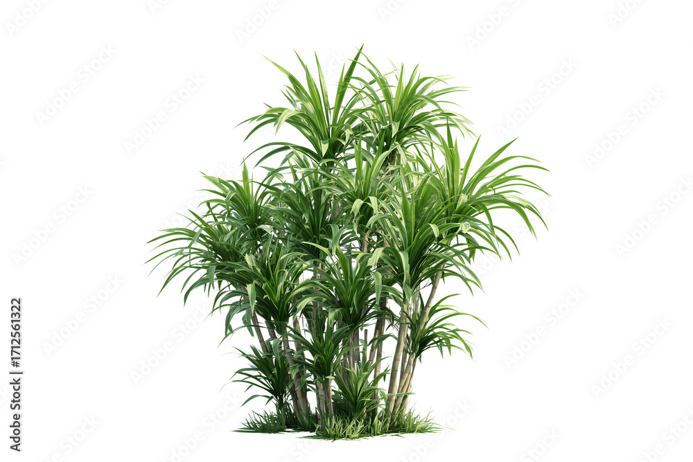 Fototapeta premium Lush Green Tropical Plant with Long Leaves on Transparent Background