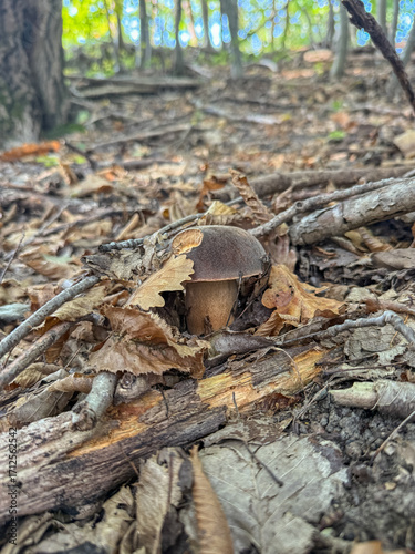 Fotografia di fungo porcino nel sottobosco
