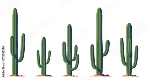 A collection of five tall green saguaro cacti standing in the desert.