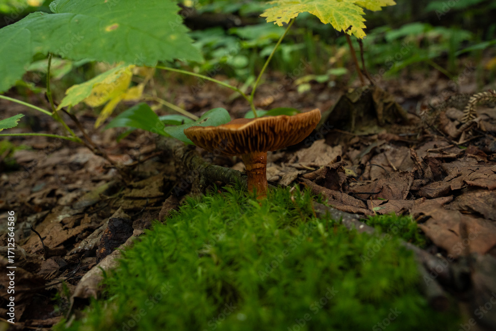 Obraz premium Brown Gilled Mushroom on Moss This looks like a Cortinarius species, sometimes called Webcaps.