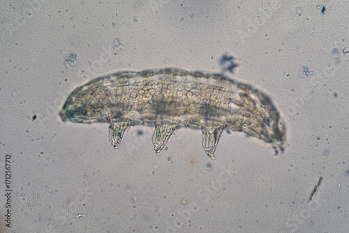 Tardigrade or water bear moving under microscope, magnified microscopic organism