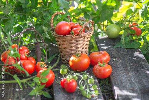 harvest of  tomatoes in a basket placed on a plank in front of  leaf  in a ve...