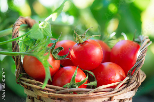 closeup on freshly harvested cherry tomatoes with leaf in a small wicker bask...