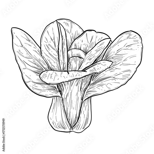 bok choy vector line art hand drawn illustration