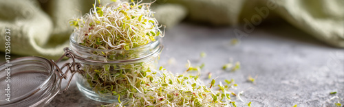 Fresh Alfalfa Sprouts Spilling from Glass Jar on Kitchen Countertop – Organic Macro Photography