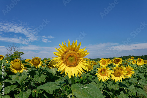 A vibrant field of yellow sunflowers reaching for the summer sun.