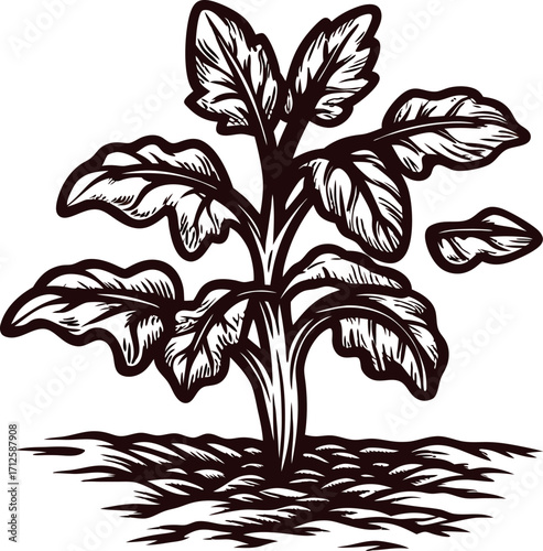 Vintage hand drawn beet plant with leaves and roots classic botanical illustration with engraved lines
