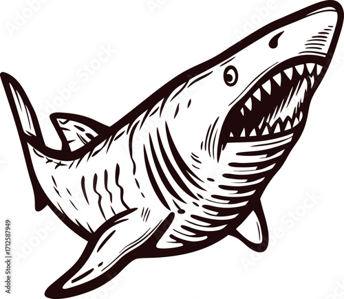 Hand drawn detailed illustration of a great white shark swimming with open mouth exposing sharp teeth