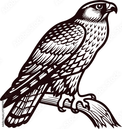 Detailed black and white illustration of perched falcon on branch, vintage raptor sketch with intricate feather patterns