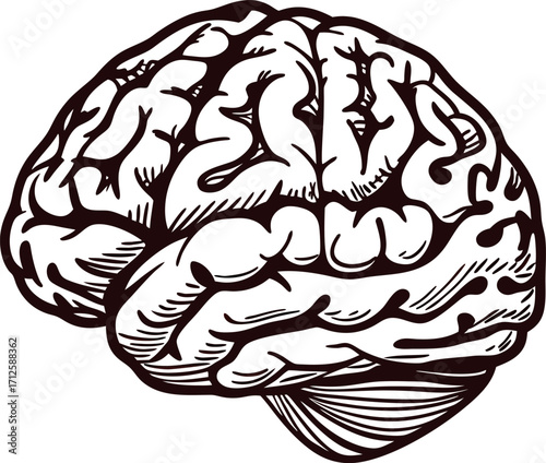 Hand drawn human brain illustration with detailed engraved lines isolated on white background science anatomy sketch