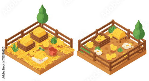 Isometric chicken farm scene with chicks and coops in a fenced yard
