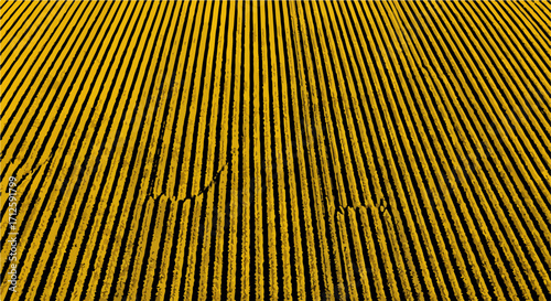 Aerial view of agricultural field after harvest featuring parallel lines. Agricultural field shows harvested wheat stubble with detailed furrows.