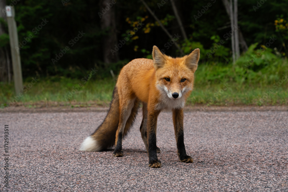 Obraz premium Close up of a beautiful red fox in the wild