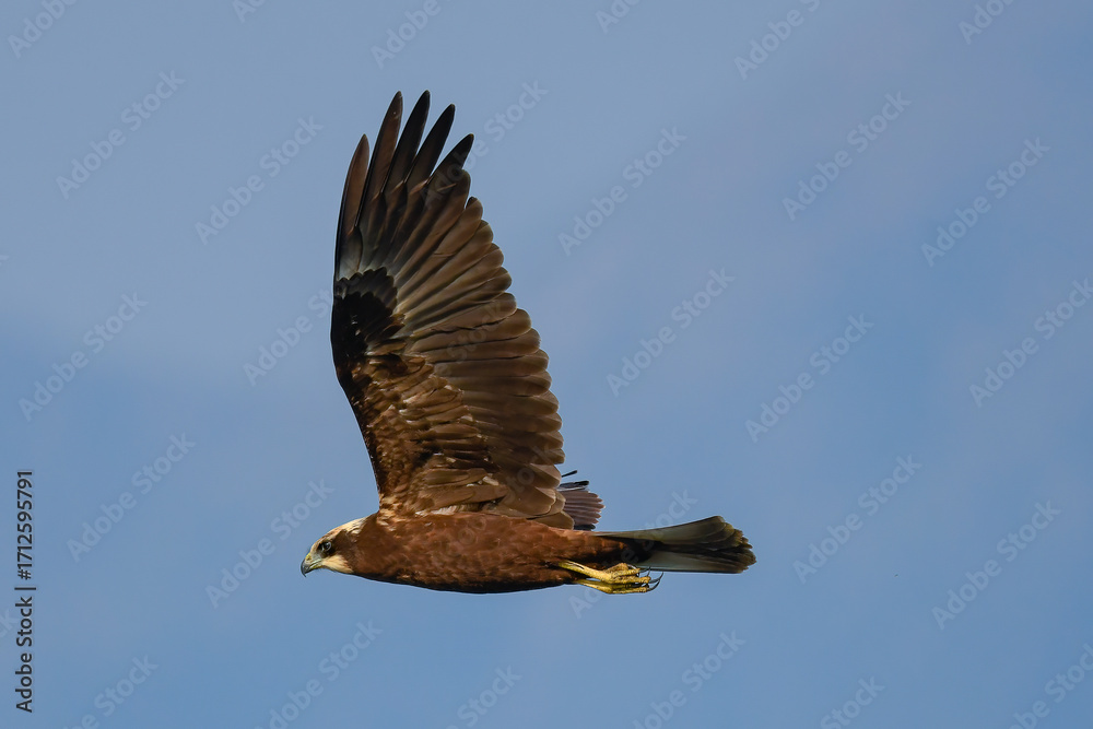 Fototapeta premium marsh harrier flying over the marsh in August