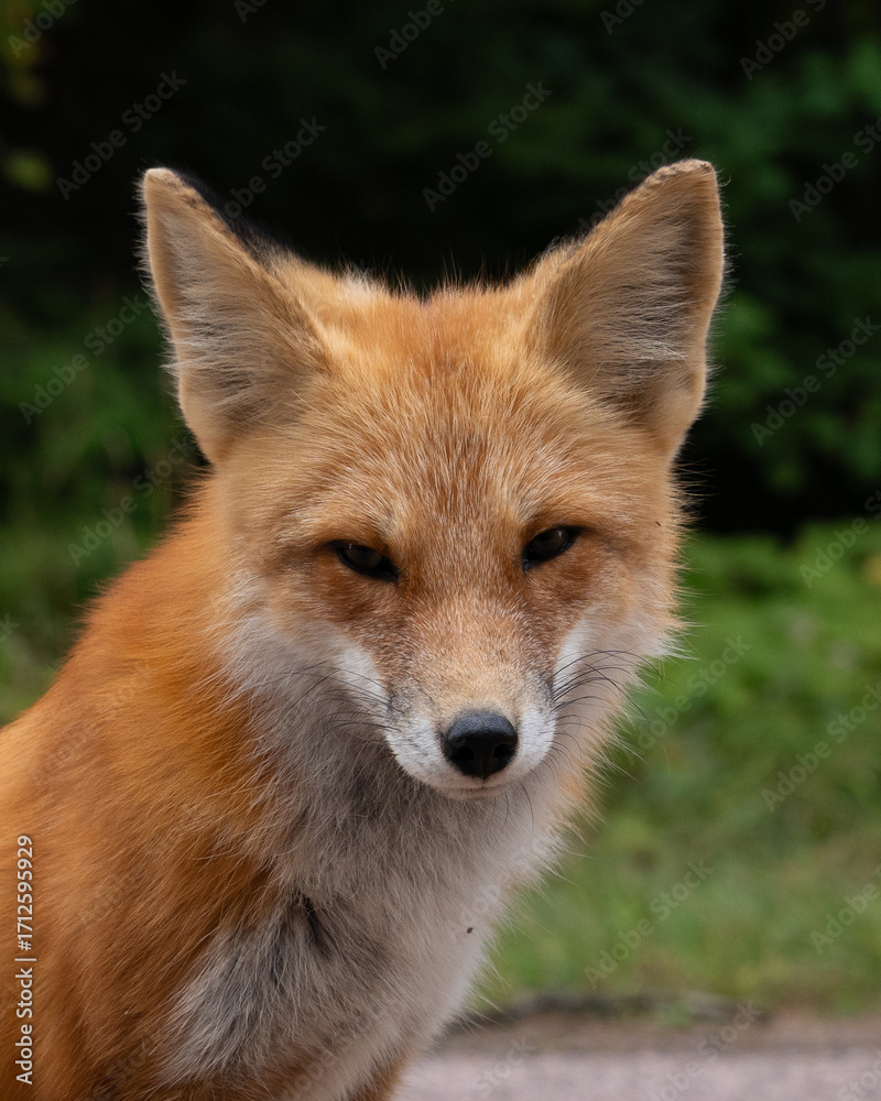 Fototapeta premium Close up of a beautiful red fox in the wild