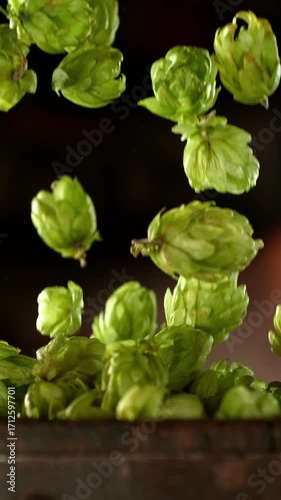 Super slow motion of falling fresh hops cones on old wooden barrel. Filmed on high speed cinema camera , 1000 fps