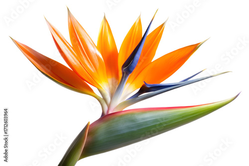Striking bird of paradise flower isolated on transparent background, showcasing its vibrant orange petals and unique blue accents in a captivating display