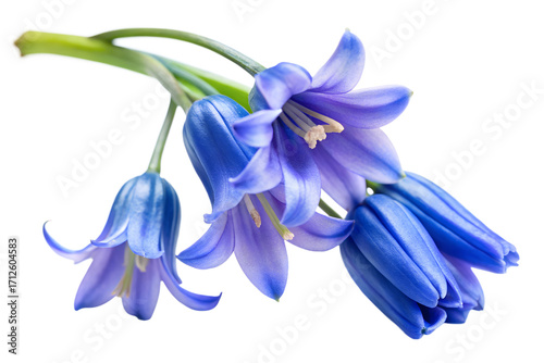 Closeup of a cluster of vibrant bluebell flowers isolated on transparent background, showcasing their delicate petals and belllike shape in detail