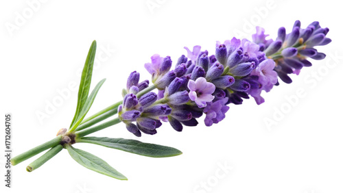 Closeup of a beautiful sprig of lavender with purple flowers and green leaves isolated on transparent background, capturing its delicate beauty