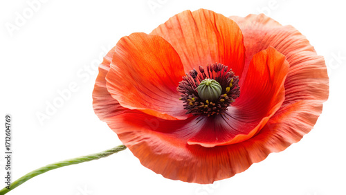 Captivating closeup of a vibrant red poppy flower isolated on transparent background, showcasing its delicate petals and intricate details