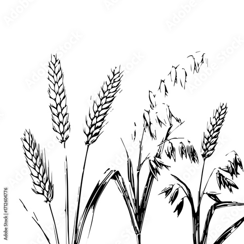 Black and White Line Art Depicting Various Cereal Crops