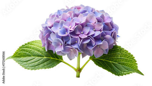 A vibrant blue hydrangea flower isolated on transparent background, capturing the intricate details of its clustered petals and lush green leaves