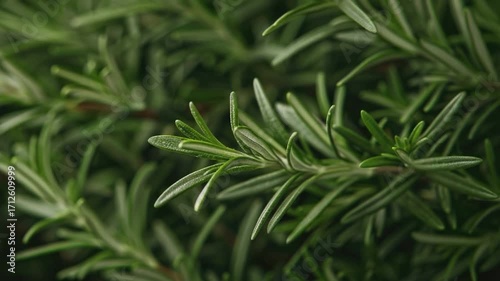 A close-up view of a plant with green leaves