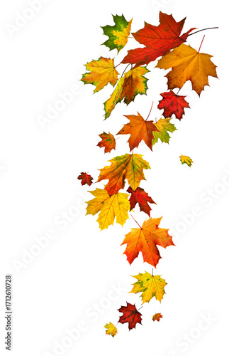 Colorful autumn leaves of maple arranged in a flowing and falling shape, studio isolated on transparent (or white) background