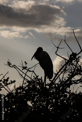 Silhouette of bird perched on branch  