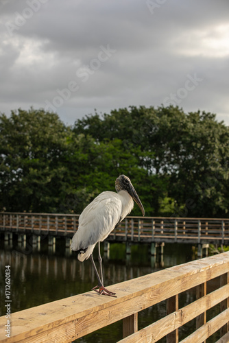 Wood stork perched on railing 