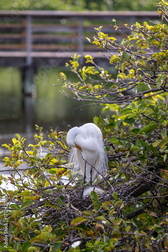 Great Egret feeding chicks in nest 