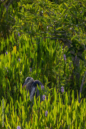 Grey Heron among green grass in spring