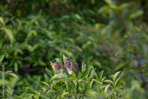 Pair of green herons perched on branch at top of tree